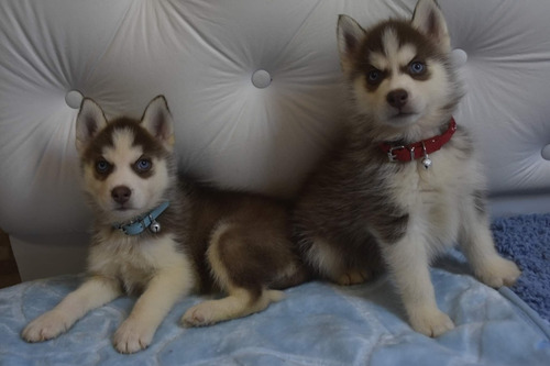 Imagen 5 de 10 de Siberiano Husky Manto Gris Y Negro