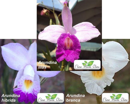Orquídea Bambu - Arundina - 3 Cores Para Escolher - 20 Mudas