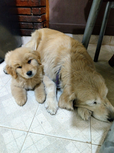 Imagen 3 de 6 de Hermoso Ejemplar De Golden Retriever Para Cruza
