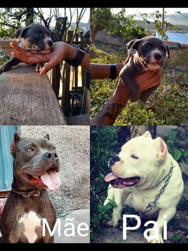 Imagem 1 de 1 de American Bully Filhote, Fêmea Dinheiro Ou Catira