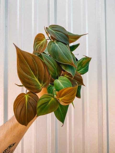 Philodendron  Micans   En Maceta Colgante 5  Velvet Leaf