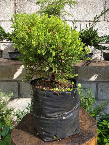 Junipero Oro Viejo Para Bonsai Juniperus. Var. Old Gold