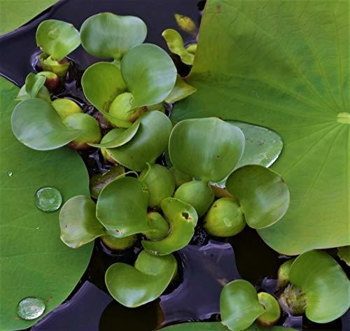  Plantas Acuáticas Water Hyacinths (12 Unidades) 