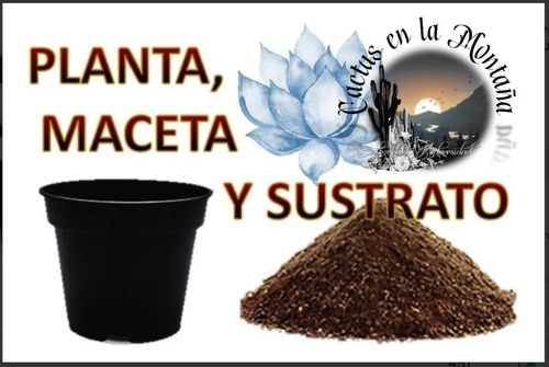 Cactus Cola De Mono 40cm - Hildewintera Flor Mamey N