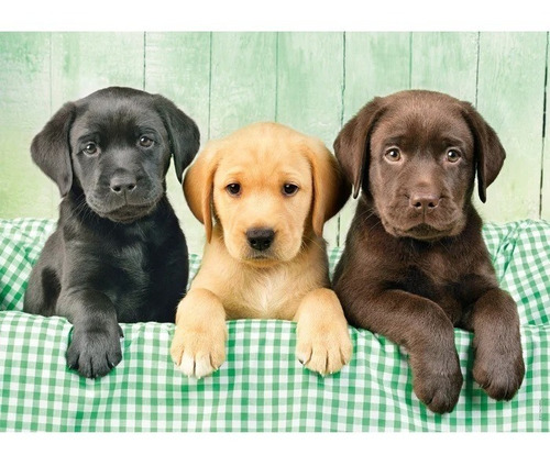 Rompecabeza Puzzle Three Labs Perritos X 1000 Pz Clementoni 