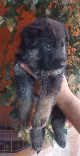 Cachorros Pastor Alemán