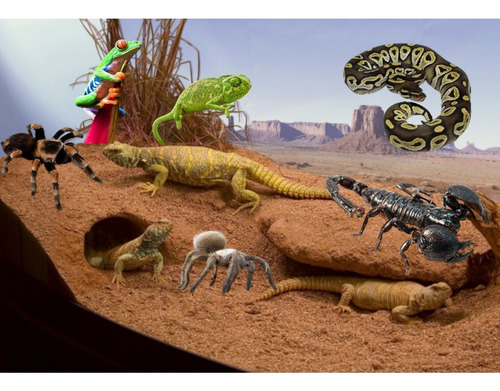 Sustrato Rana Serpiente Camaleon Tarantula Gecko Escorpion A