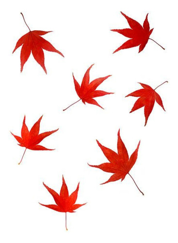 Muda De Acer Palmatum Deshojo Grande 