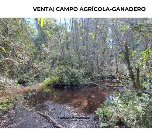 Oportunidad Campo 52 Ha En Freire Con Gran Proyeccion