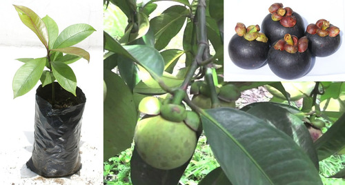 Planta De Mangostino Gracinia Mangostana Frutas Exoticas