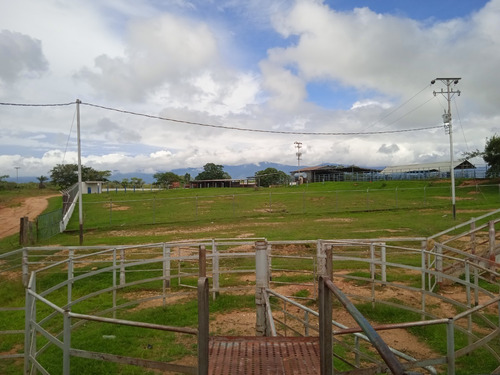Imagen 20 de 25 de Finca Venta Lara Acarigua En Venta (gamelotal) De 251 Hectareas