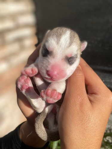 Huskys Siberianos Pedegrie. Nacidos El 29/03/25