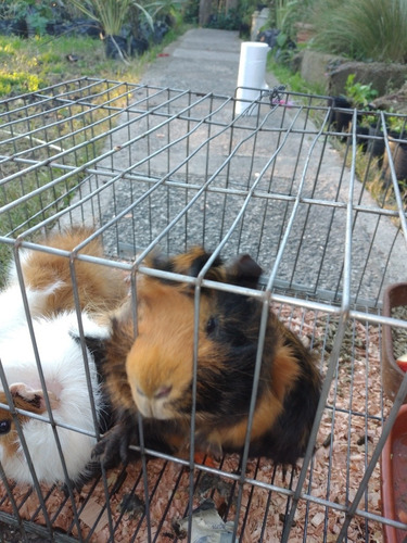 Imagen 4 de 4 de Conejillo Cui De Angora