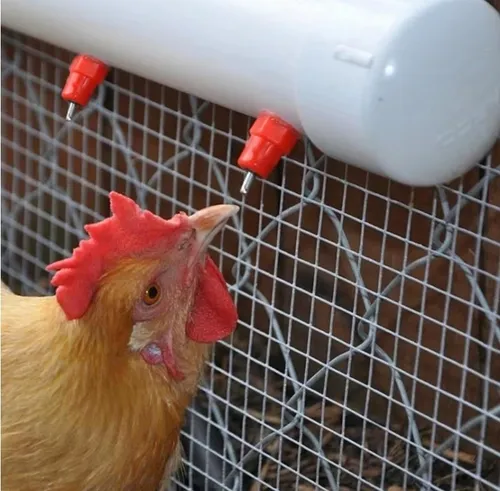 Niple Pollo 360 Gallina 10 Unid
