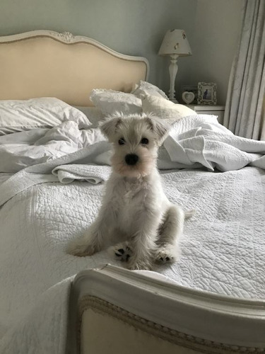 Cachorros Schnauzer Miniatura Blanco Lidia Sico