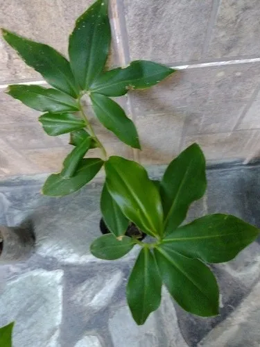 2 Plantines Costus Barbatus Jengibre Espiral Ornamental
