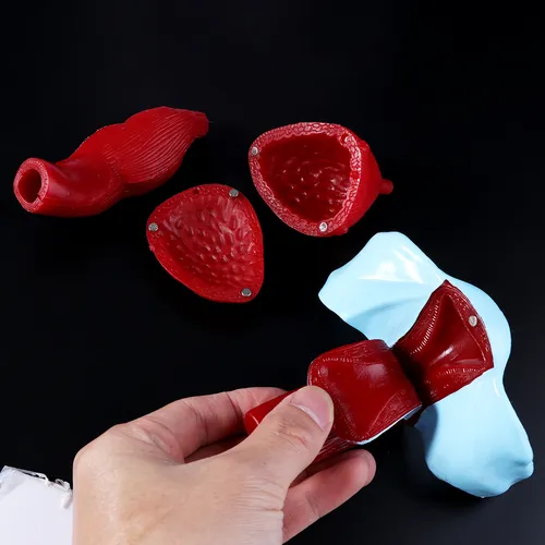 Modelo De Músculo Pélvico De La Pelvis Femenina, Útero, Ovar
