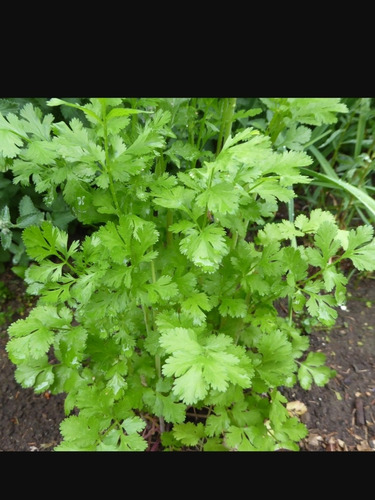 Semillas Orgánicas Cilantro Huerta Urbana   Natural