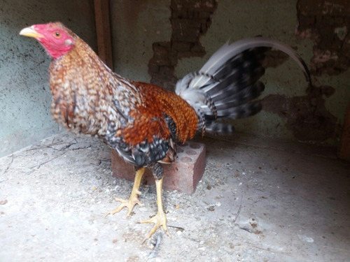 Gallos De Pelea Piqueros