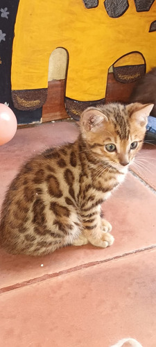 Gatos Bengal