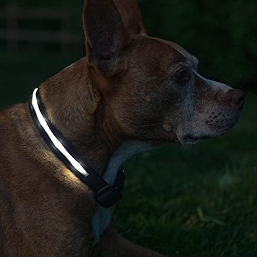 Blazin Led Light Up Dog Collar - 1.000 Pies De M5hqc