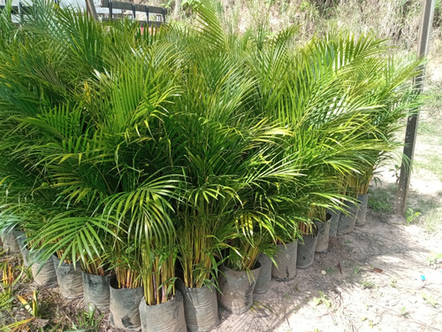 Palma Areca, Planta Ornamental 