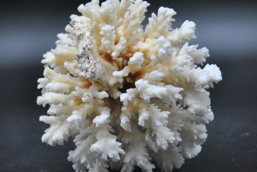 Adornos Coral Decoracion Natural Real
