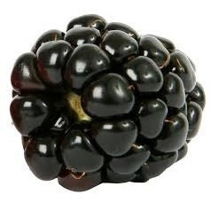 Imagem 1 de 9 de 12 Sementes De Amora Preta Gigante - Blackberry Rubus Fruta