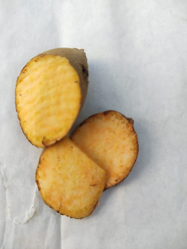 5 Mudas Batata Doce Polpa Amarela Dourada Beauregard