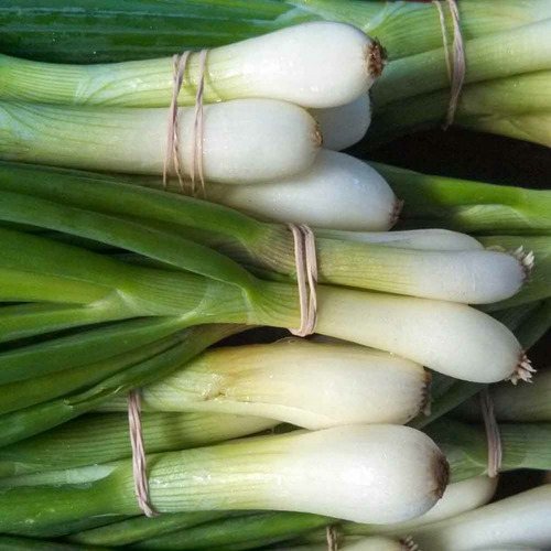 200 Semillas Cebollin Tokio Long Bunching Nuevas