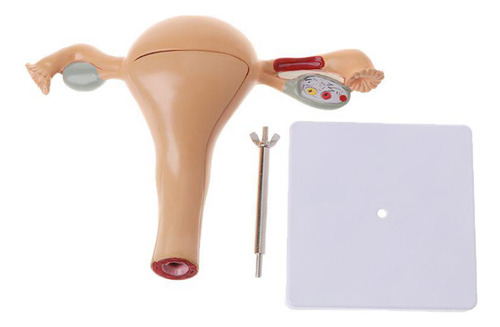 Modelo Anatômico Do Órgão Reprodutor Feminino, Útero, Vagina