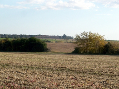 Campos Venta 119 Has Agrícolas Ganaderas Colonia Conchilas