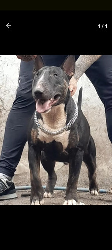 Bull Terrier Monta Y Inciminacion