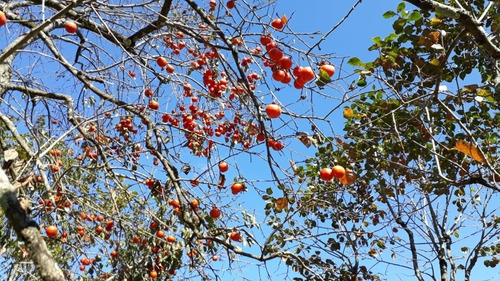 Chacara Em Ibiuna