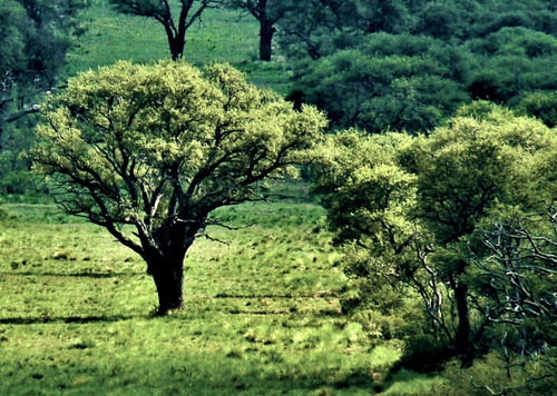69 Semillas De Caldén (prosopis Caldenia)