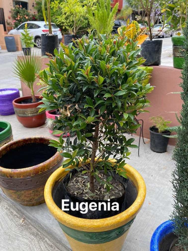 Imagen 12 de 12 de Maceteros Y Plantas Más De 30 Diferentes