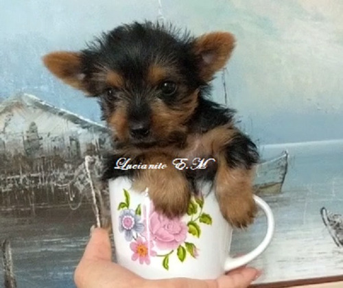 Cachorro Yorkshire Terrier 550 Ùltimo Machito Puro