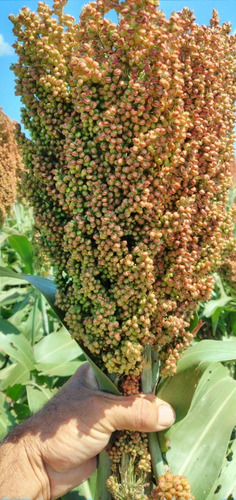 Sorgo Grano. Bolsa De 40 Kgs