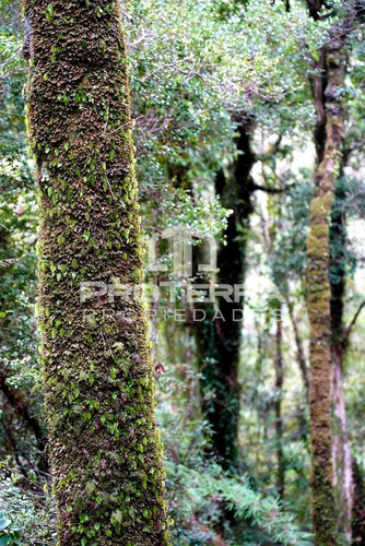 Parcela Con Bosque Nativo En Reserva Costera-valdivia