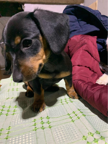 Cachorra Salchicha Mini