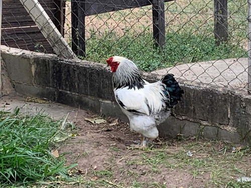 Imagem 3 de 4 de Galo Brahma ( Jovem )