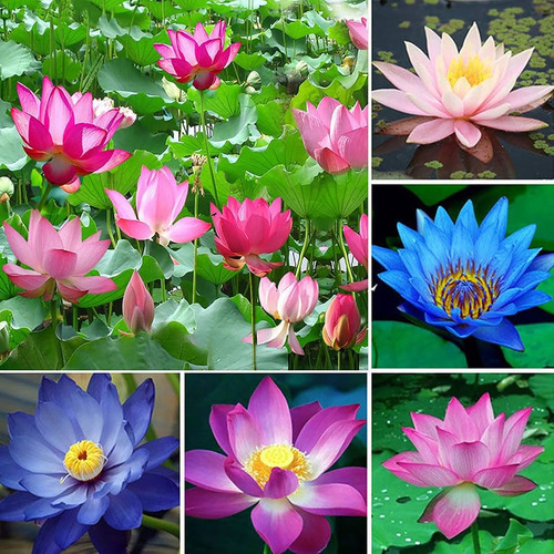 40 Semillas Flor De Loto Nelumbo Nucifera Petite