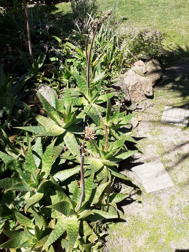 Imagen 3 de 4 de Aloe Vera Diam. 40 Cm