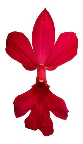 Orquídea Calanthe Gorey Planta Adulta