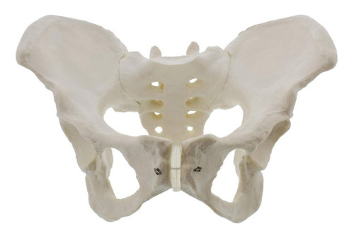 Modelo De Pelvis Femenina A Tamaño Natural, Modelo De Cadera