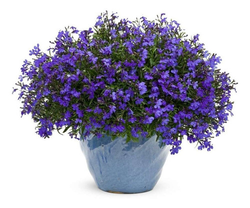 Sobre Para Sembrar 50 Plantas Florales Lobelia Flor Azul