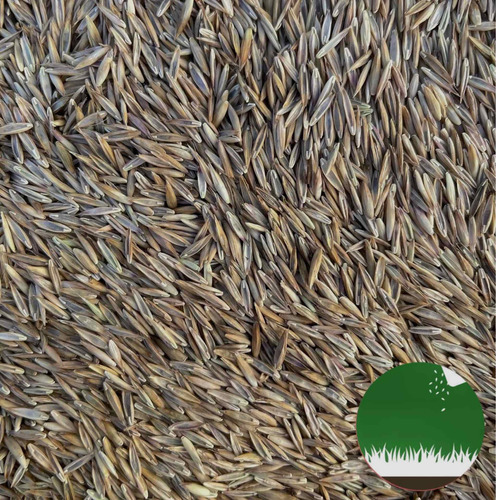 Imagen 4 de 6 de Semillas Césped Festuca Perenne - Alto Tránsito - Hoja Media