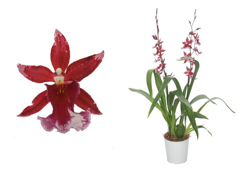 Orquideas Oncidium ! Exclusivas, Muy Limitadas 