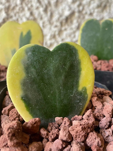 Imagen 6 de 6 de Hoya Kerri Variegada - Planta Suculenta Corazón Exótica