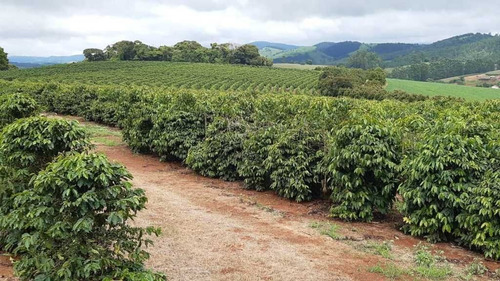 Imagem 16 de 16 de Fazenda 200 Hectares De Café No Municipio De Machado 12.000,000,00 - 39055